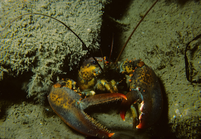 Photo of Homarus americanus