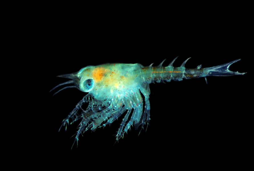 46_American_lobster_Homarus_americanus_larva