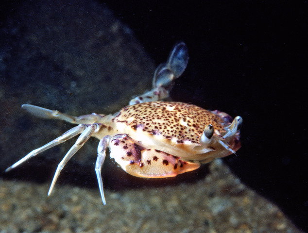 Photo of Ovalipes ocellatus