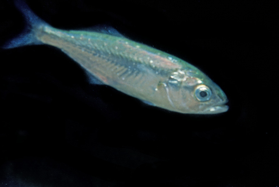 215_Bluefish_snapper_bluefish_Pomatomus_saltatrix
