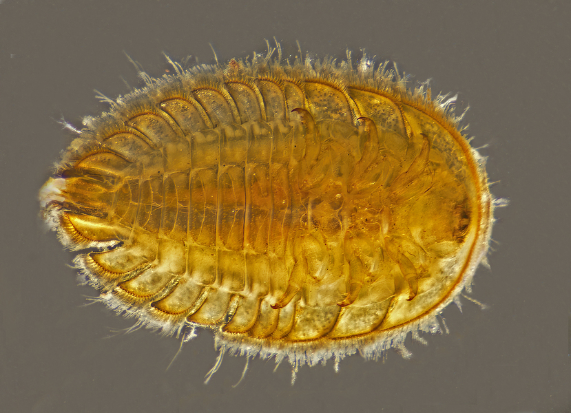 Ecdysozoa