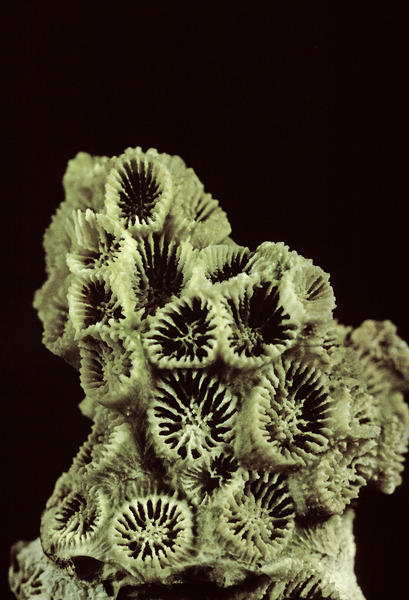 Anthozoa