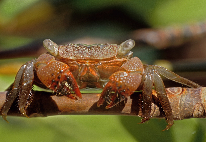 Photo of Aratus pisonii