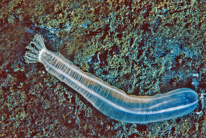 Photo of Leptosynapta tenuis