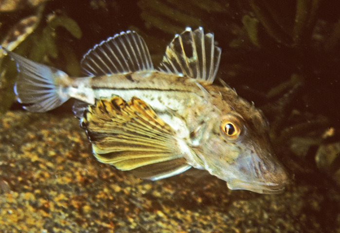 Photo of Prionotus evolans