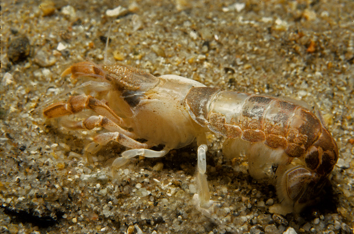 Photo of Upogebia affinis