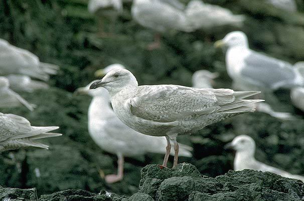 Charadriiformes