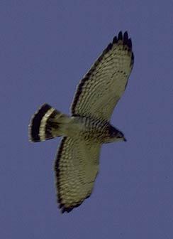 Buteo platypterus