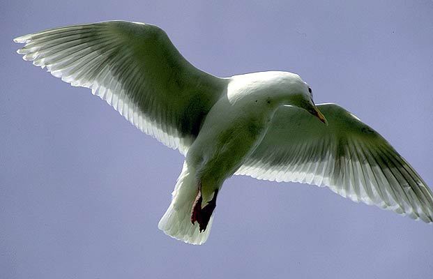 Larus glaucescens