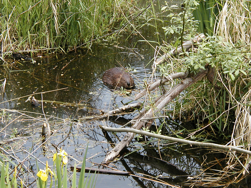 Eumetazoa