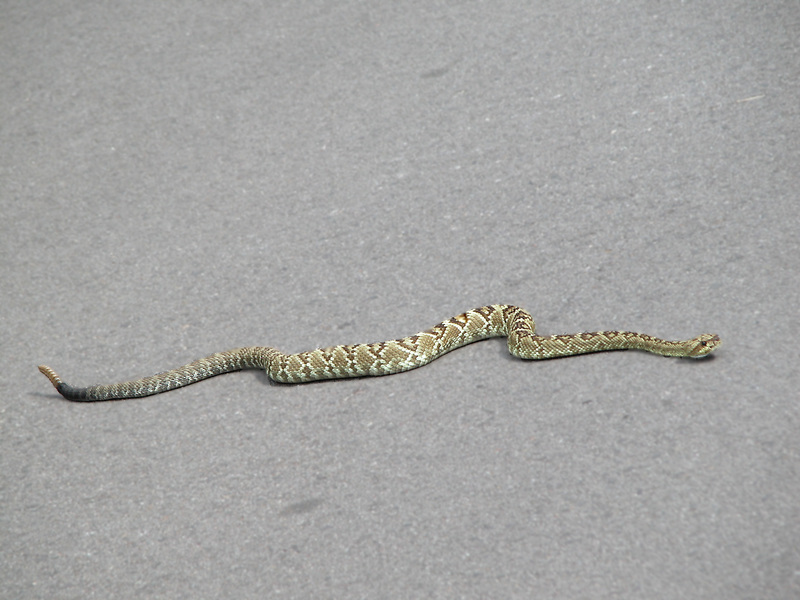 Crotalus molossus