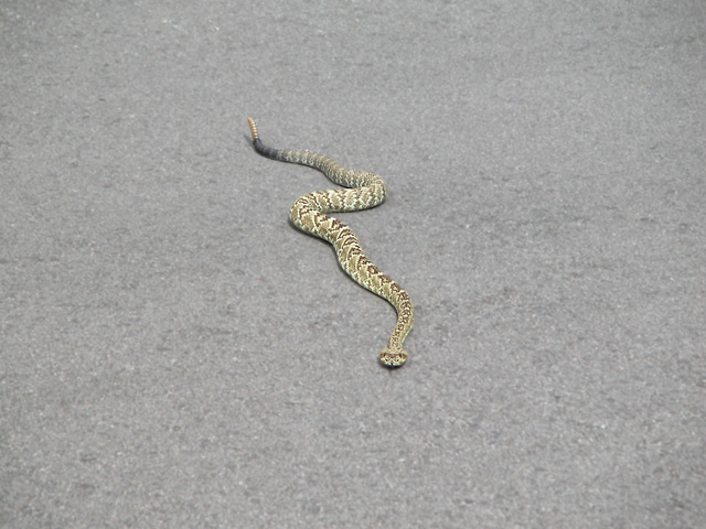 Photo of Crotalus molossus