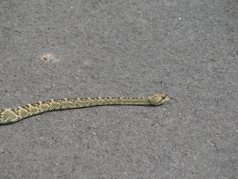 Crotalus molossus