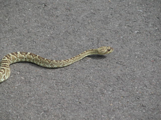 Photo of Crotalus molossus