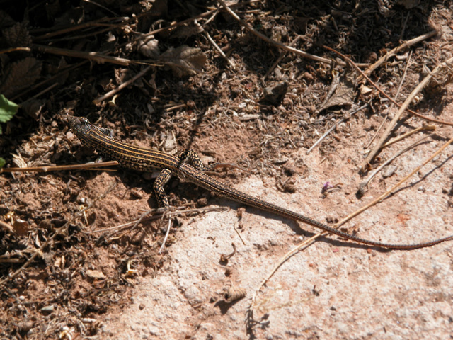 Photo of Cnemidophorus exsanguis