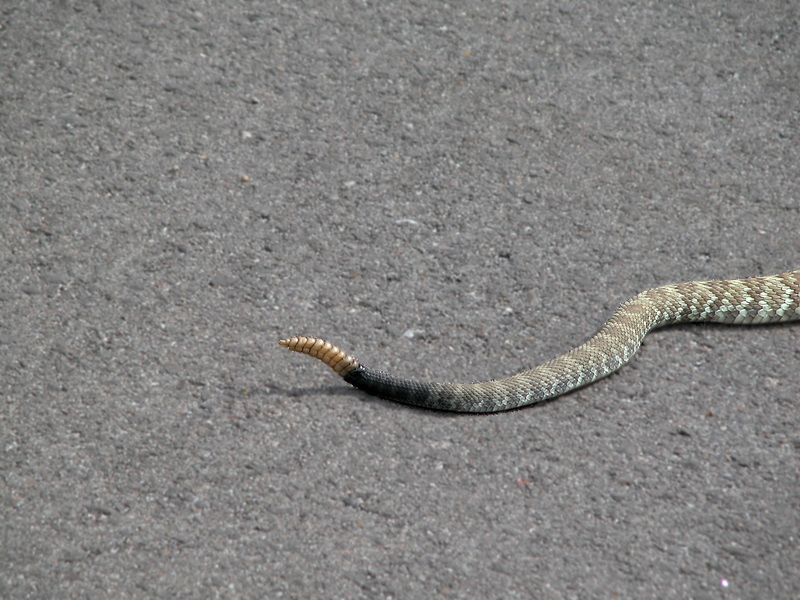 Crotalus molossus