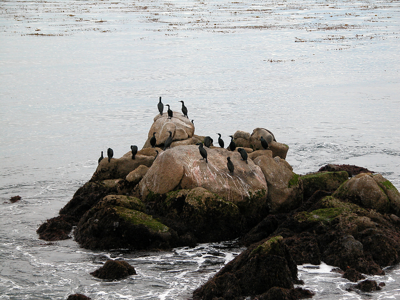 Phalacrocorax