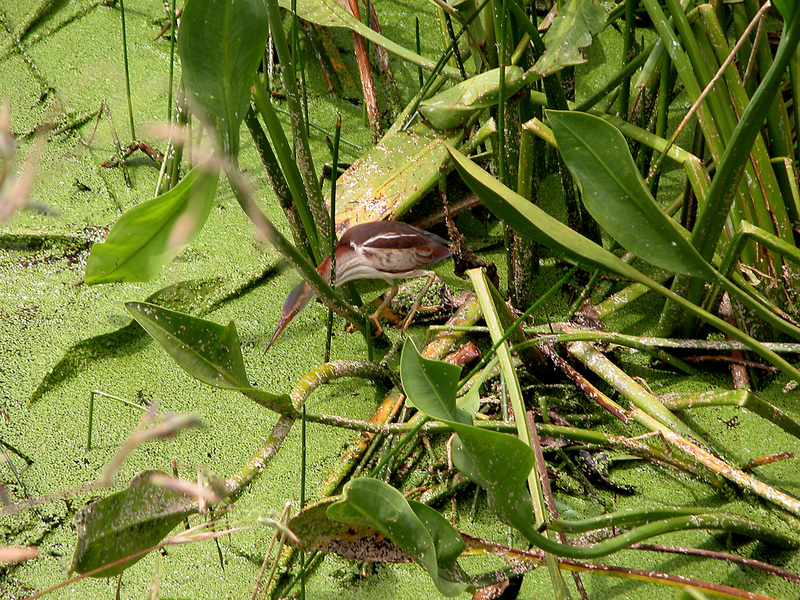 Euteleostomi