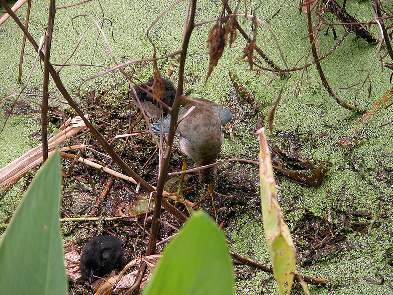 Euteleostomi