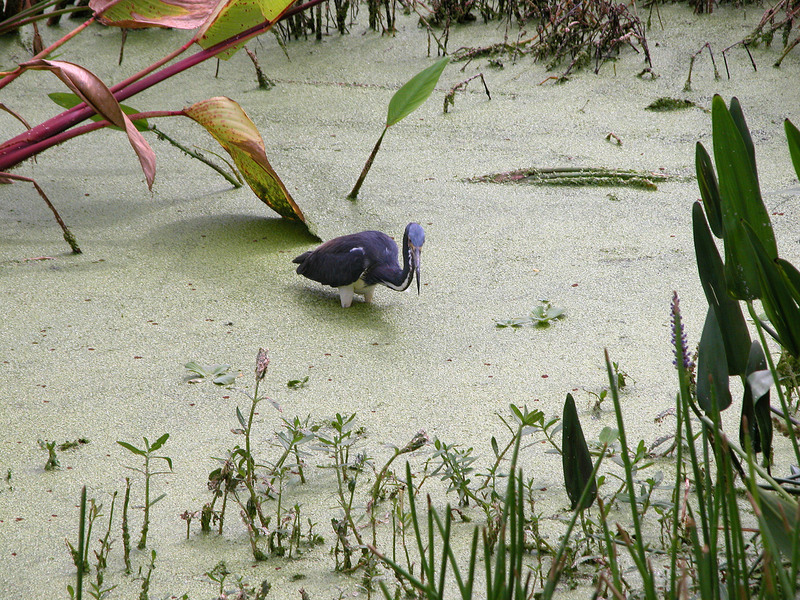 Vertebrata