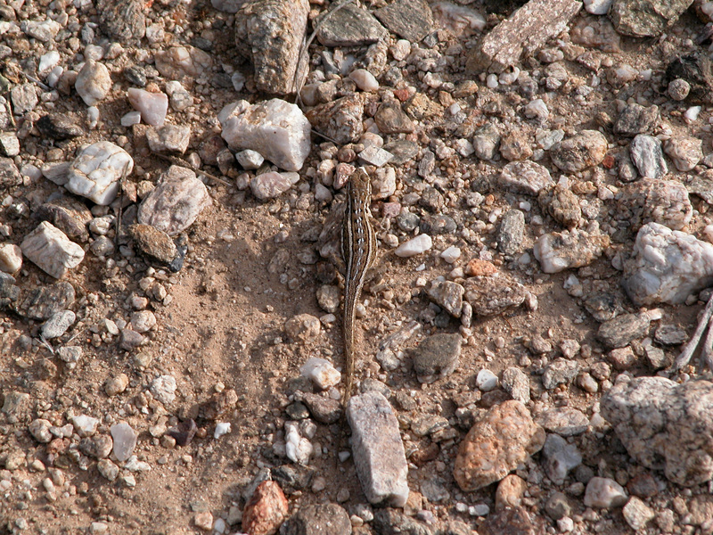 Phrynosomatidae