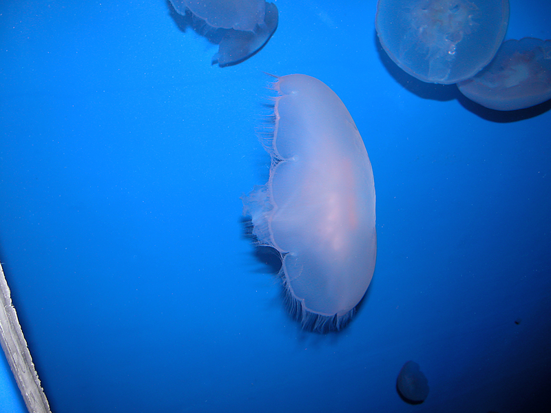 Cnidaria