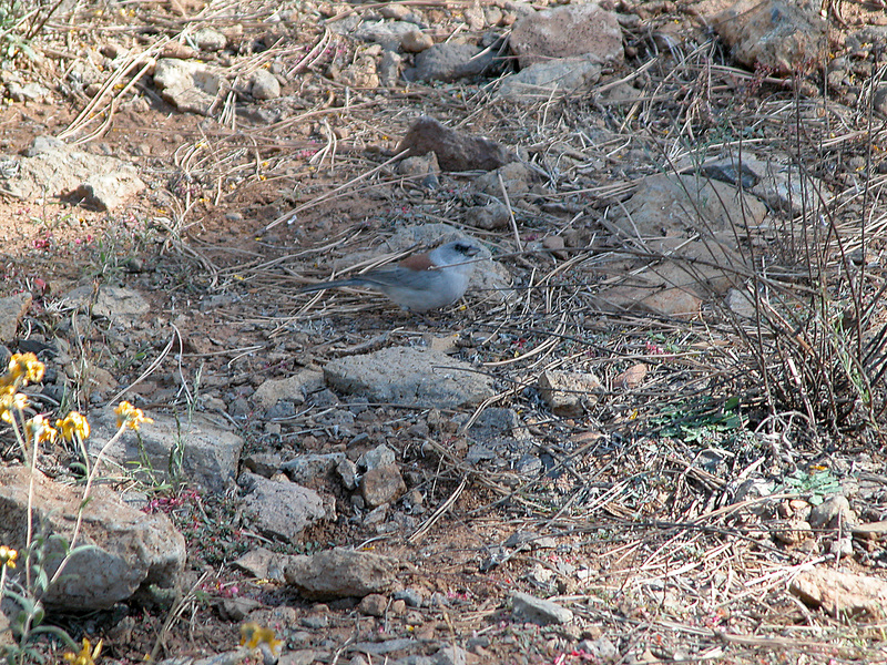 Junco