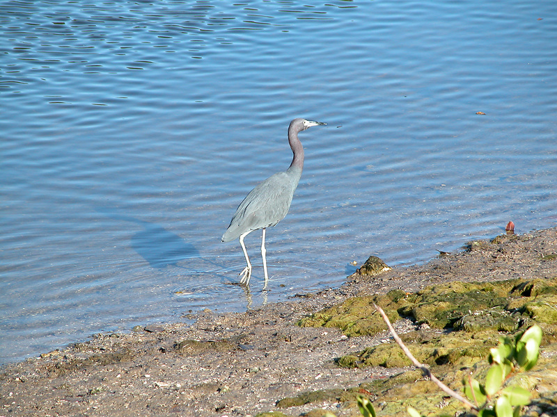 Ciconiiformes