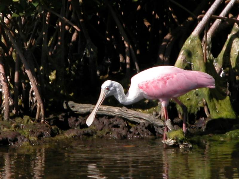 Ciconiiformes