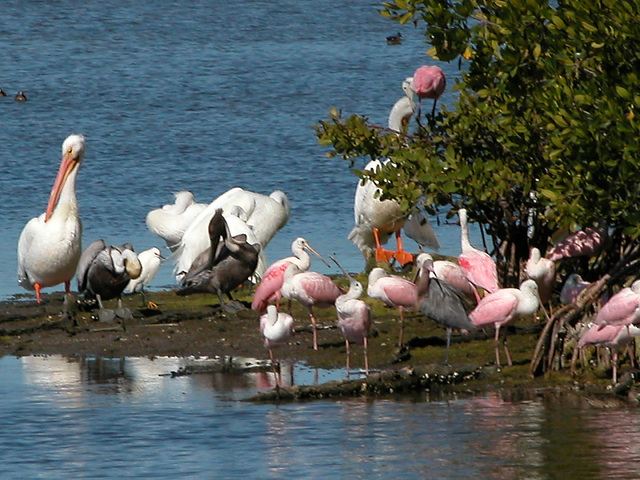 Photo of Pelecanus erythrorhynchos