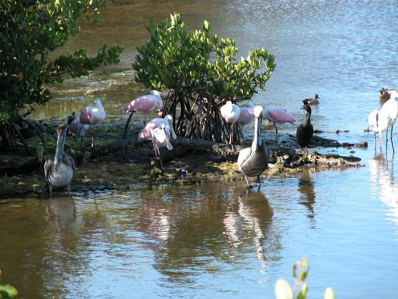 Ciconiiformes