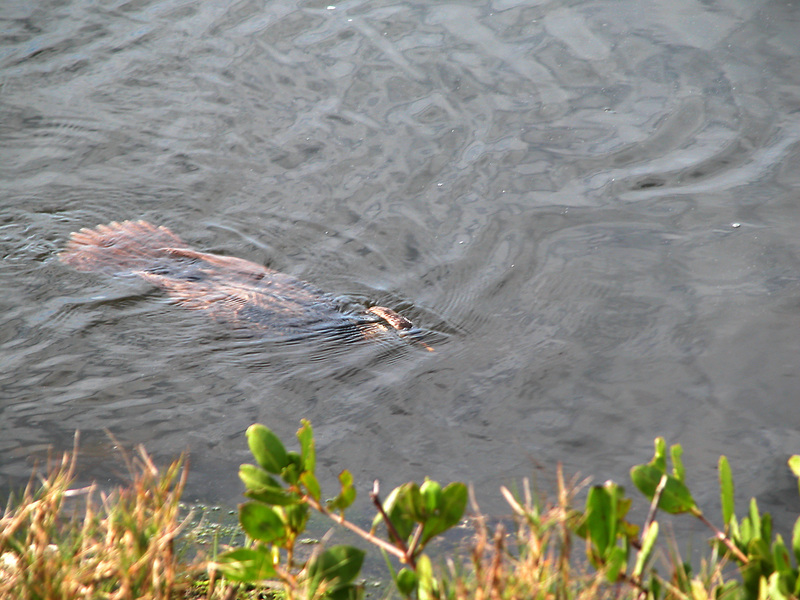 Anhinga