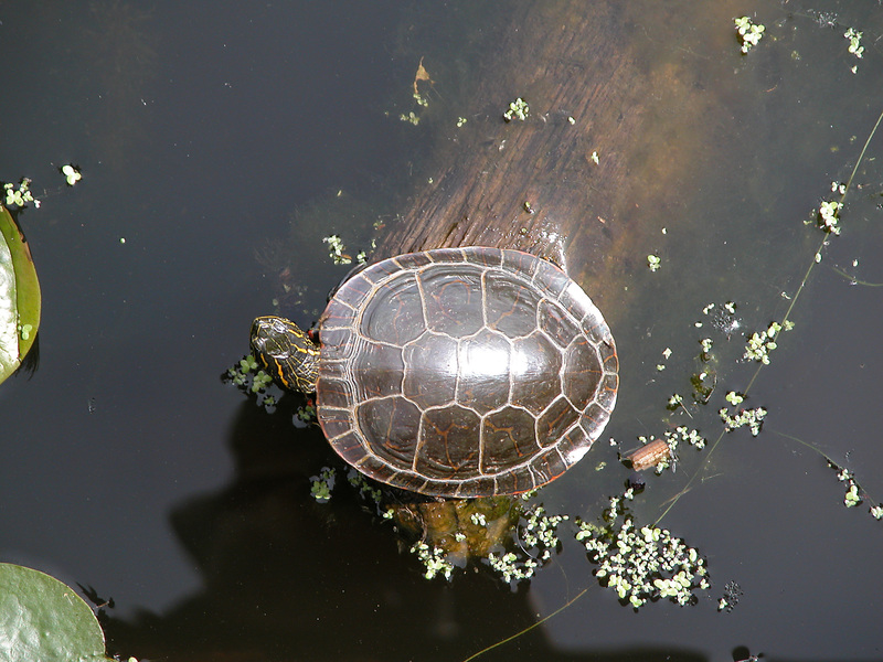 Euteleostomi