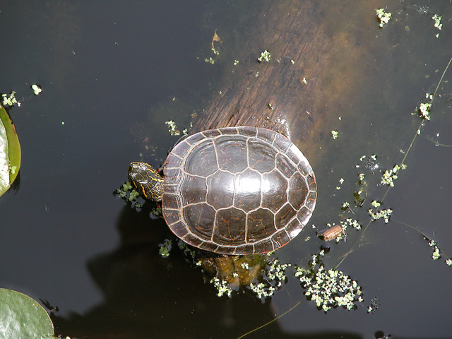 Photo of Chrysemys picta