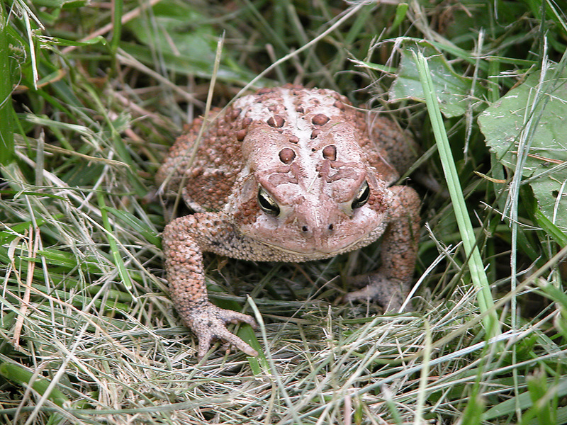 Euteleostomi