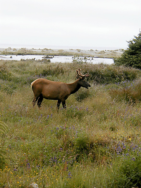 Artiodactyla