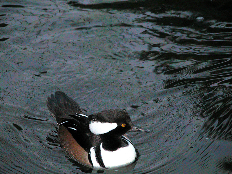 Lophodytes cucullatus