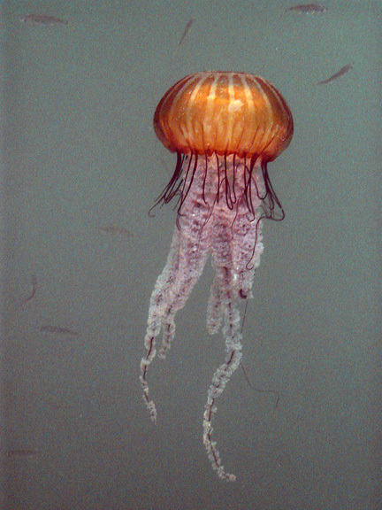 Cnidaria