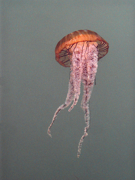 Cnidaria