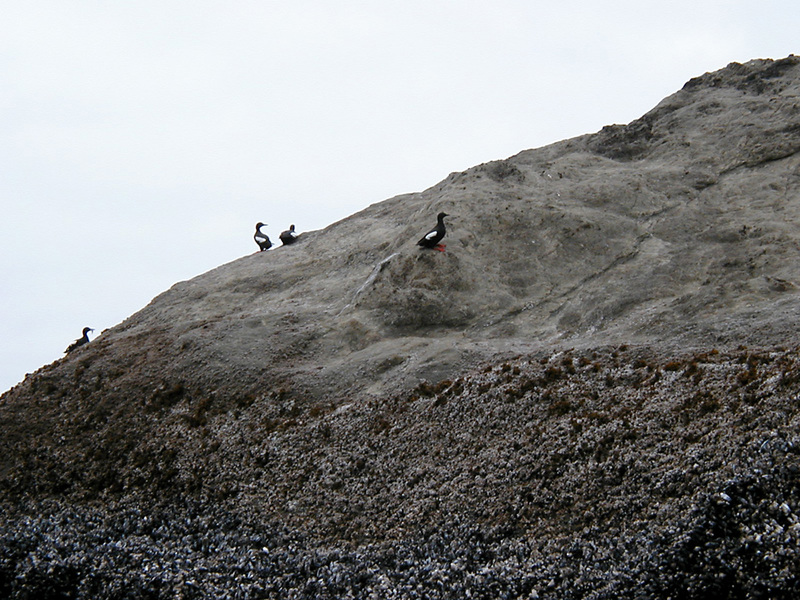 PigeonGuillemots