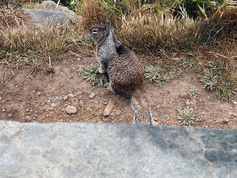 Sciuridae