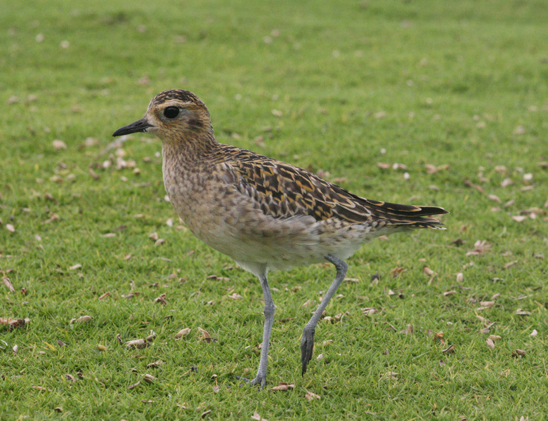 Charadriidae