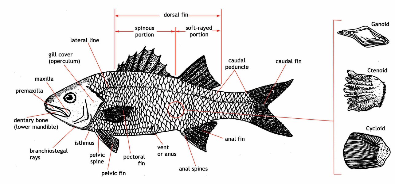 large_fish_diagram