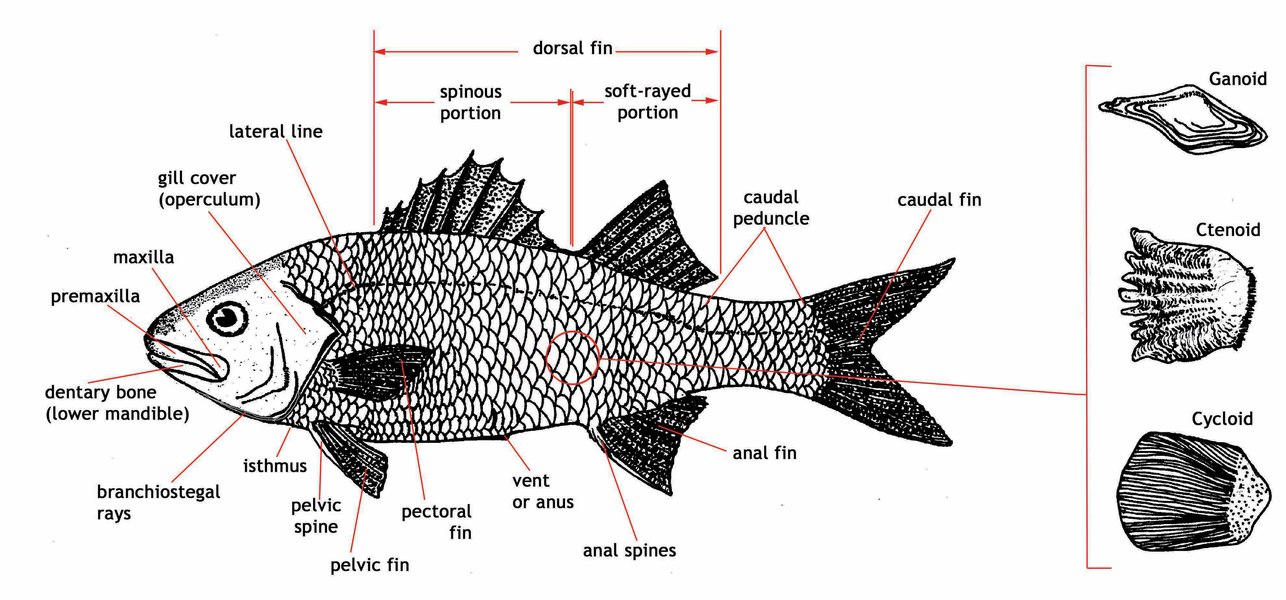 Eumetazoa