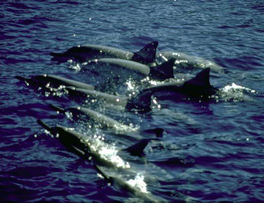 Cetacea