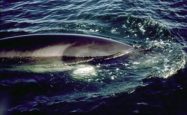 Balaenoptera