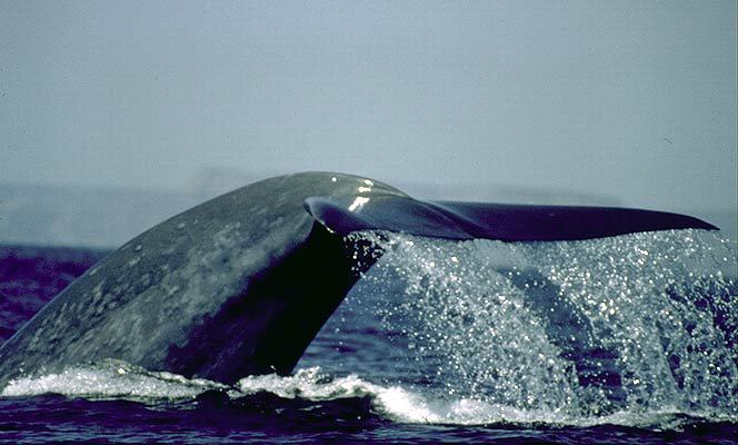 Balaenoptera musculus