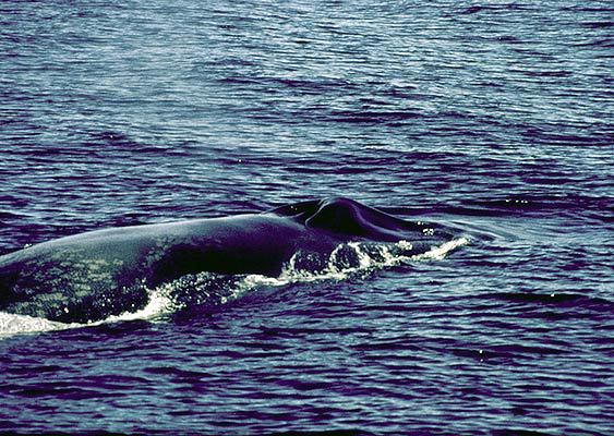 Balaenoptera musculus