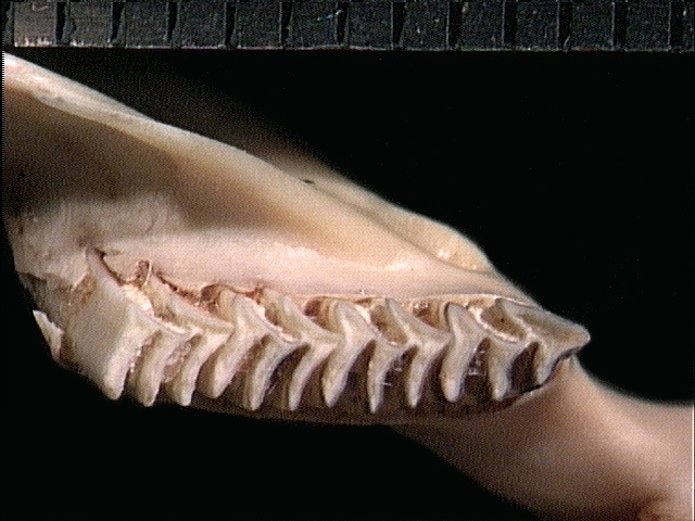 Euteleostomi