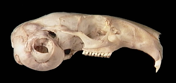 umnh283917.lateral